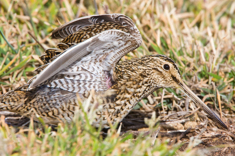 Magellanic Snipe